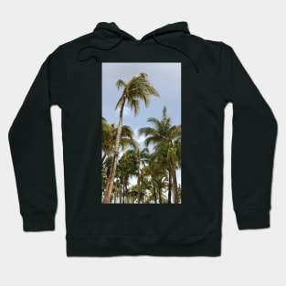 Palm Trees Aruba Caribbean Hoodie